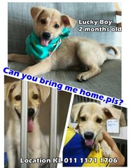 Lucky Boy  - Mixed Breed Dog