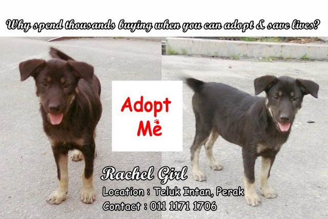 Rachel Girl  - Mixed Breed Dog