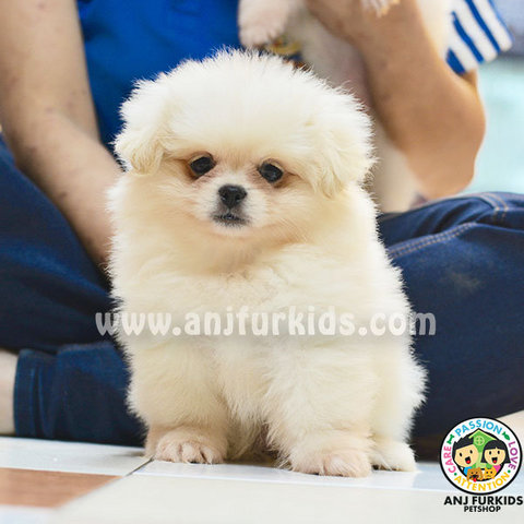 Cream White Pom1eranian Mix Pekingese - Pomeranian + Pekingese Dog