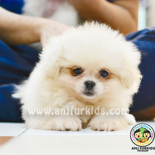 Cream White Pom1eranian Mix Pekingese - Pomeranian + Pekingese Dog