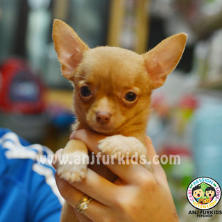 Quality Smooth Coat Chihuah1ua Puppies - Chihuahua Dog