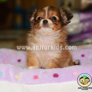 Qu1ality Long Coat Chihuahua Puppies - Chihuahua Dog