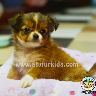 Qu1ality Long Coat Chihuahua Puppies - Chihuahua Dog