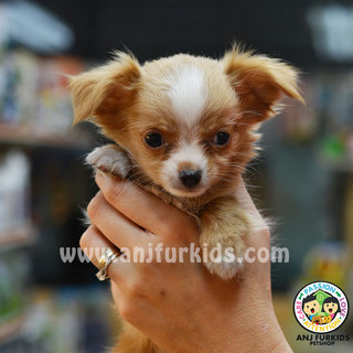 Qu1ality Long Coat Chihuahua Puppies - Chihuahua Dog