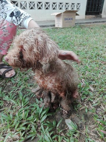 Brown Male Poodle - Poodle Dog