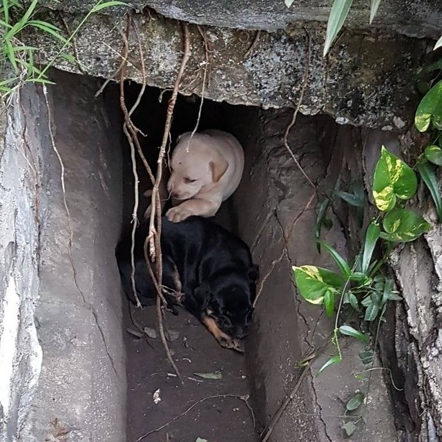 Puppies And Their Mum  - Mixed Breed Dog