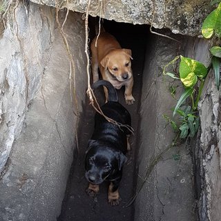 Puppies And Their Mum  - Mixed Breed Dog