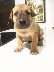 Christmas Puppies - Mixed Breed Dog