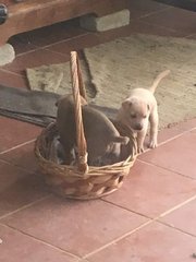 Christmas Puppies - Mixed Breed Dog