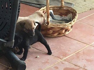 Christmas Puppies - Mixed Breed Dog