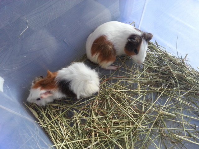 Guinea Pig/ Tikus Belada/ Marmut - Guinea Pig Small & Furry