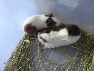 Guinea Pig/ Tikus Belada/ Marmut - Guinea Pig Small & Furry