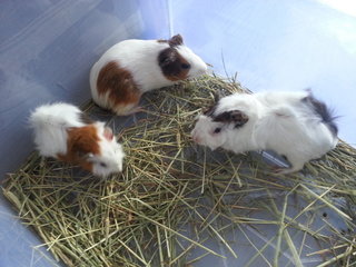 Guinea Pig/ Tikus Belada/ Marmut - Guinea Pig Small & Furry