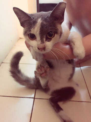 Meow Meow - Exotic Shorthair + Somali Cat