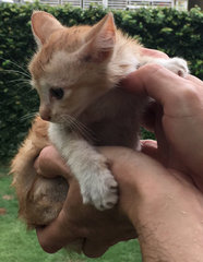 No Name - Oriental Short Hair Cat