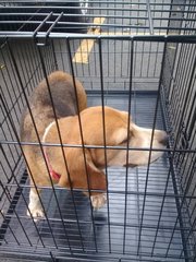 Beagle Found In Kajang - Beagle Dog