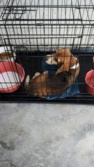 Beagle Found In Kajang - Beagle Dog