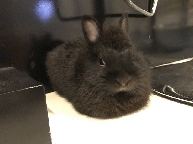 Cooper - Dwarf Rabbit