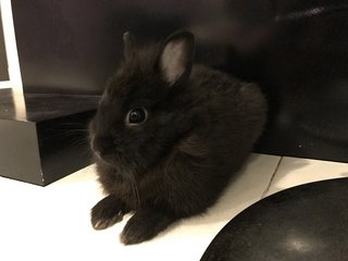 Cooper - Dwarf Rabbit