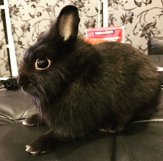 Cooper - Dwarf Rabbit