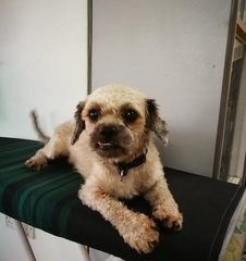 Yoda - Shih Tzu + Poodle Dog