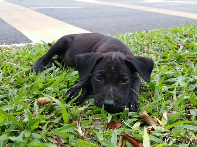 Blacky - Mixed Breed Dog