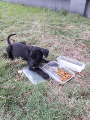 Blacky - Mixed Breed Dog