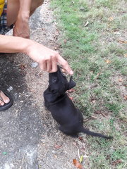 Blacky - Mixed Breed Dog