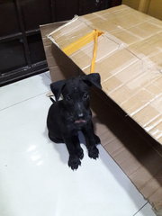 Blacky - Mixed Breed Dog