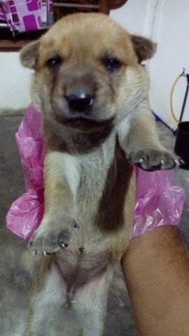 2 Female Puppies(For Urgent Adoption) - Mixed Breed Dog