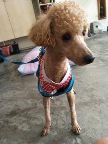 Loofy - Poodle Dog