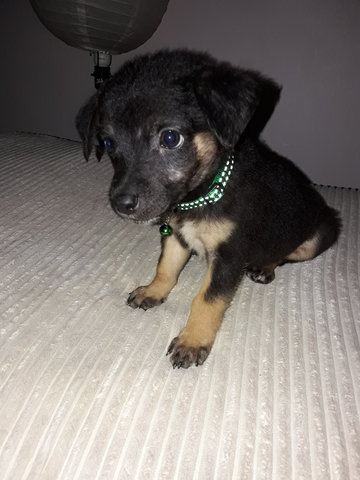 Dashund Mix 3month - Dachshund + Jack Russell Terrier Dog