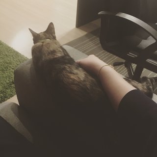 My little fluffy armrest