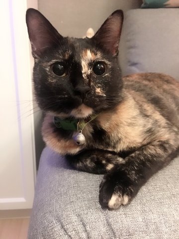 Kiwi - Domestic Short Hair + Tortoiseshell Cat