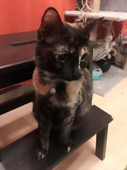 Kiwi - Domestic Short Hair + Tortoiseshell Cat