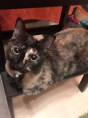 Kiwi - Domestic Short Hair + Tortoiseshell Cat