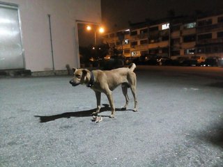 Cody eating off the streets