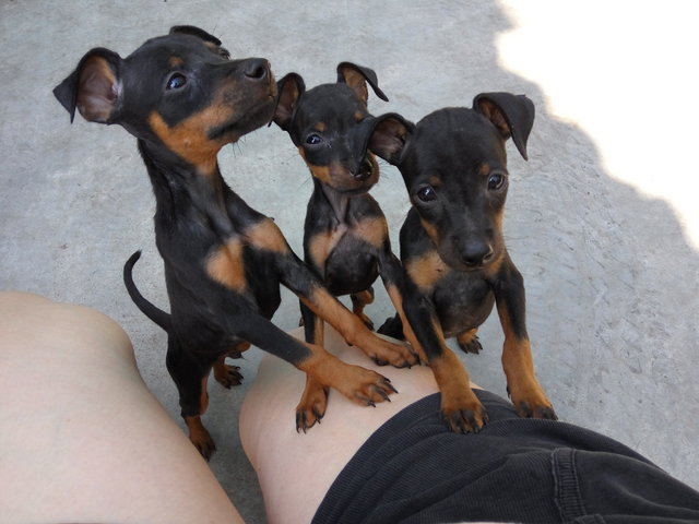 Mini Pinchies - Miniature Pinscher Dog