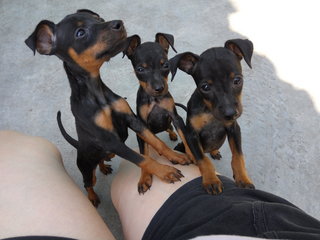 Mini Pinchies - Miniature Pinscher Dog