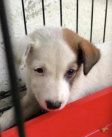 Patchy Patch - Jack Russell Terrier Mix Dog