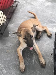 Speed - Belgian Shepherd Malinois Mix Dog