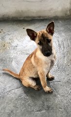 Speed - Belgian Shepherd Malinois Mix Dog