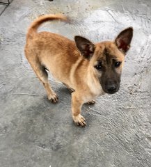 Speed - Belgian Shepherd Malinois Mix Dog