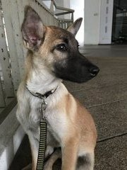 Speed - Belgian Shepherd Malinois Mix Dog