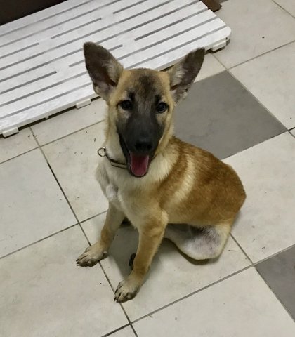 Speed - Belgian Shepherd Malinois Mix Dog