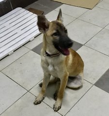 Speed - Belgian Shepherd Malinois Mix Dog