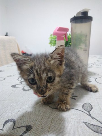 Jaja, Jiji, Juju - Domestic Short Hair Cat