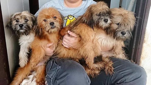 Shihtzu + Mixed Breed Puppies - Shih Tzu Mix Dog