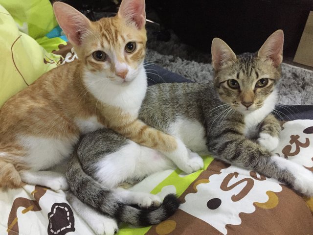 Lilo And Crooked - Domestic Short Hair Cat