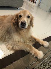 Benji - Golden Retriever Dog